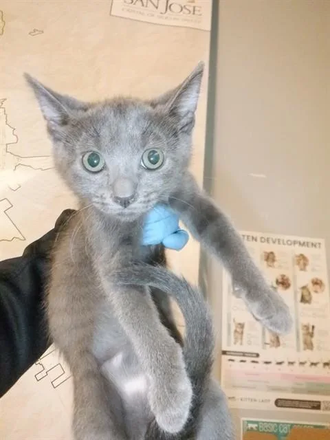 A baby small-sized female Domestic Short Hair cat named Rumi for adoption in San Jose, CA