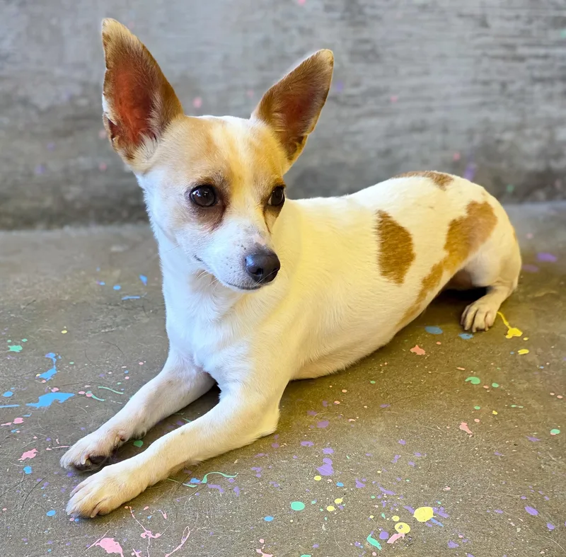 An adult small-sized female Chihuahua dog named Kash for adoption in Gainesville, TX
