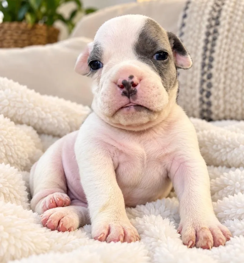 A baby medium-sized female English Bulldog dog named Astoria for adoption in Corona, CA