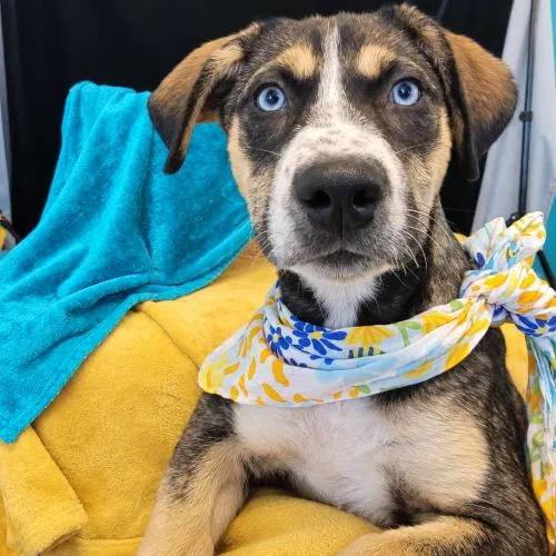 A baby medium-sized female Bicolor Husky dog named Glitter for adoption in Leesburg, AL