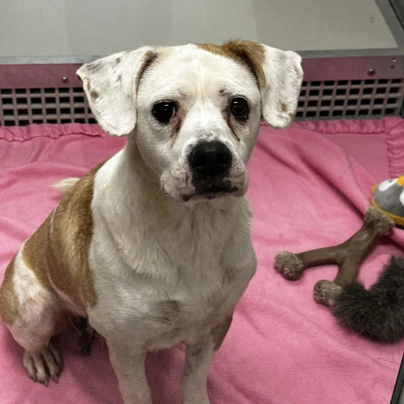 An adult medium-sized female White / Cream Mixed Breed dog named Aggie for adoption in Hinsdale, IL