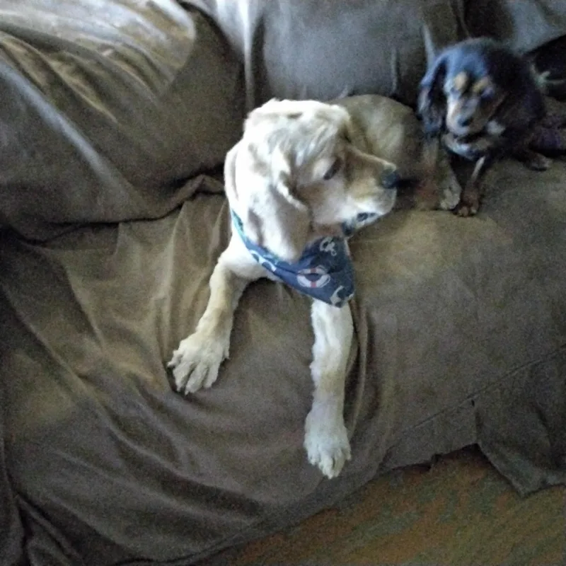 Teddy thumbnail 3