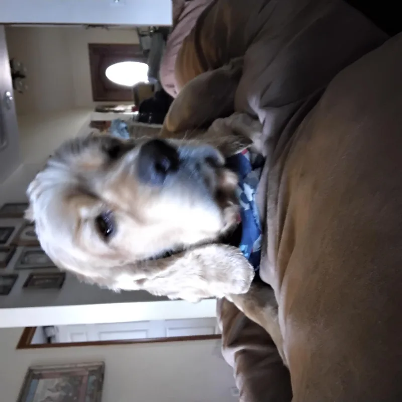 Teddy thumbnail 4