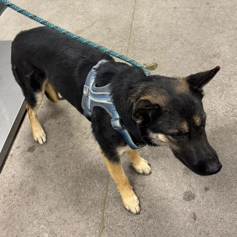 An adult medium-sized female Black Mixed Breed dog named 112544 for adoption in Las Cruces, NM