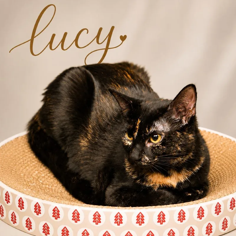 A young large-sized female Tortoiseshell Domestic Short Hair cat named Lucy C for adoption in Lebanon, TN