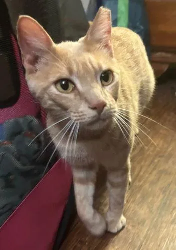 Cinnamon thumbnail 2