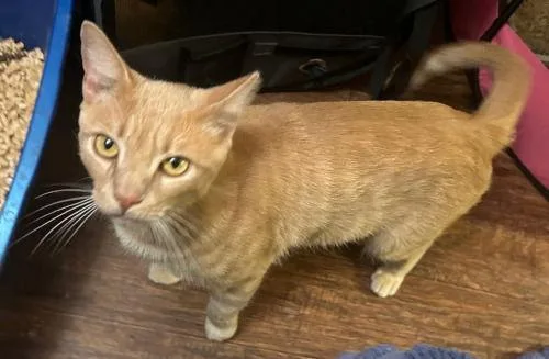 Cinnamon thumbnail 3