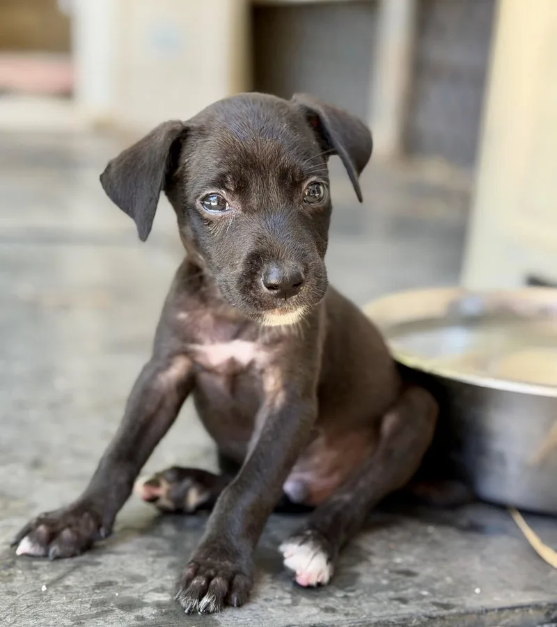 A young small-sized male Chihuahua dog named Ronaldinho for adoption in Virginia Beach, VA