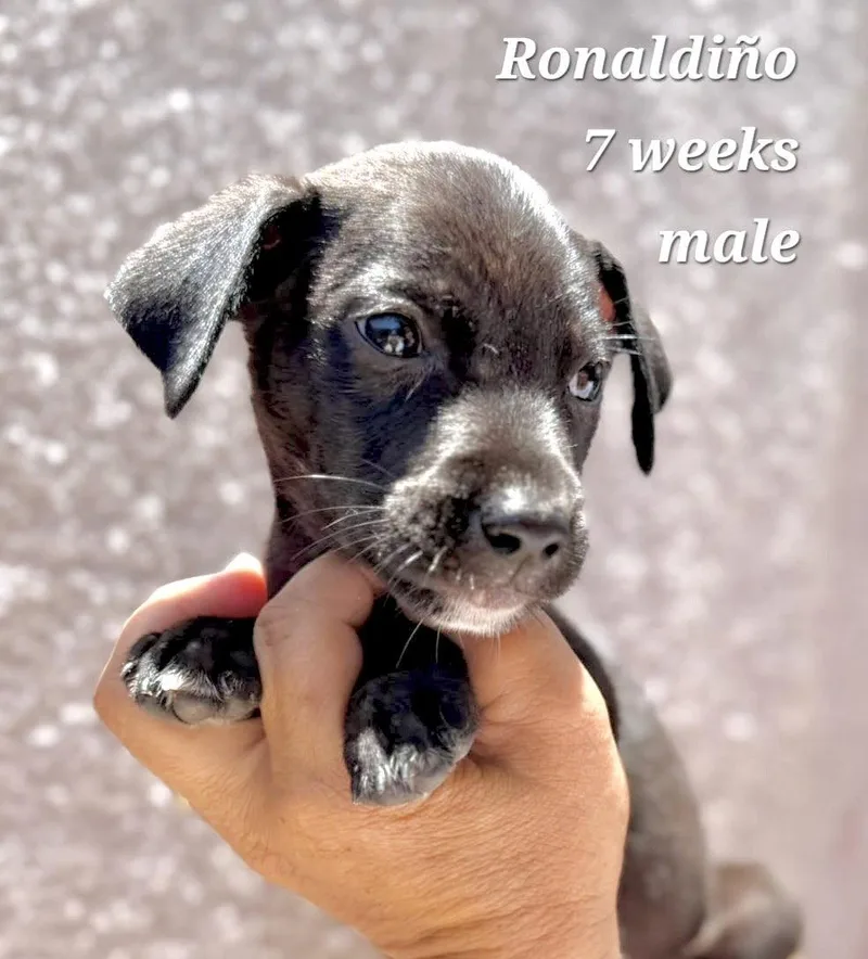 Ronaldinho thumbnail 2