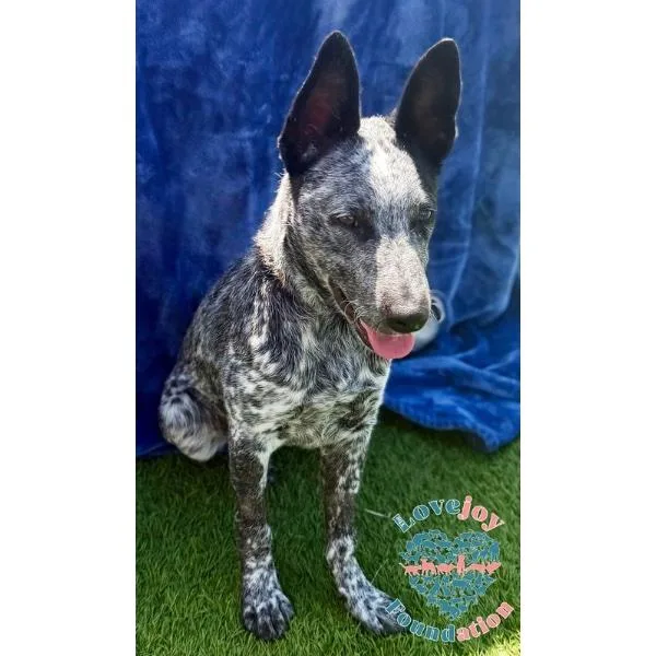 A baby medium-sized female Merle (Blue) Australian Cattle Dog / Blue Heeler dog named Lula Hb for adoption in Inglewood, CA