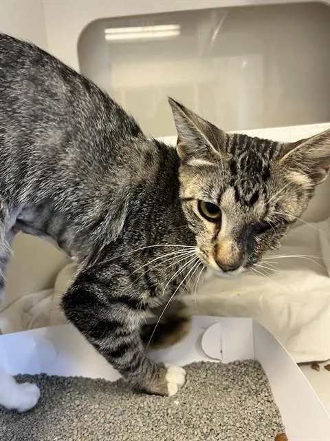 A young small-sized female Domestic Short Hair cat named Niky for adoption in Miami, FL