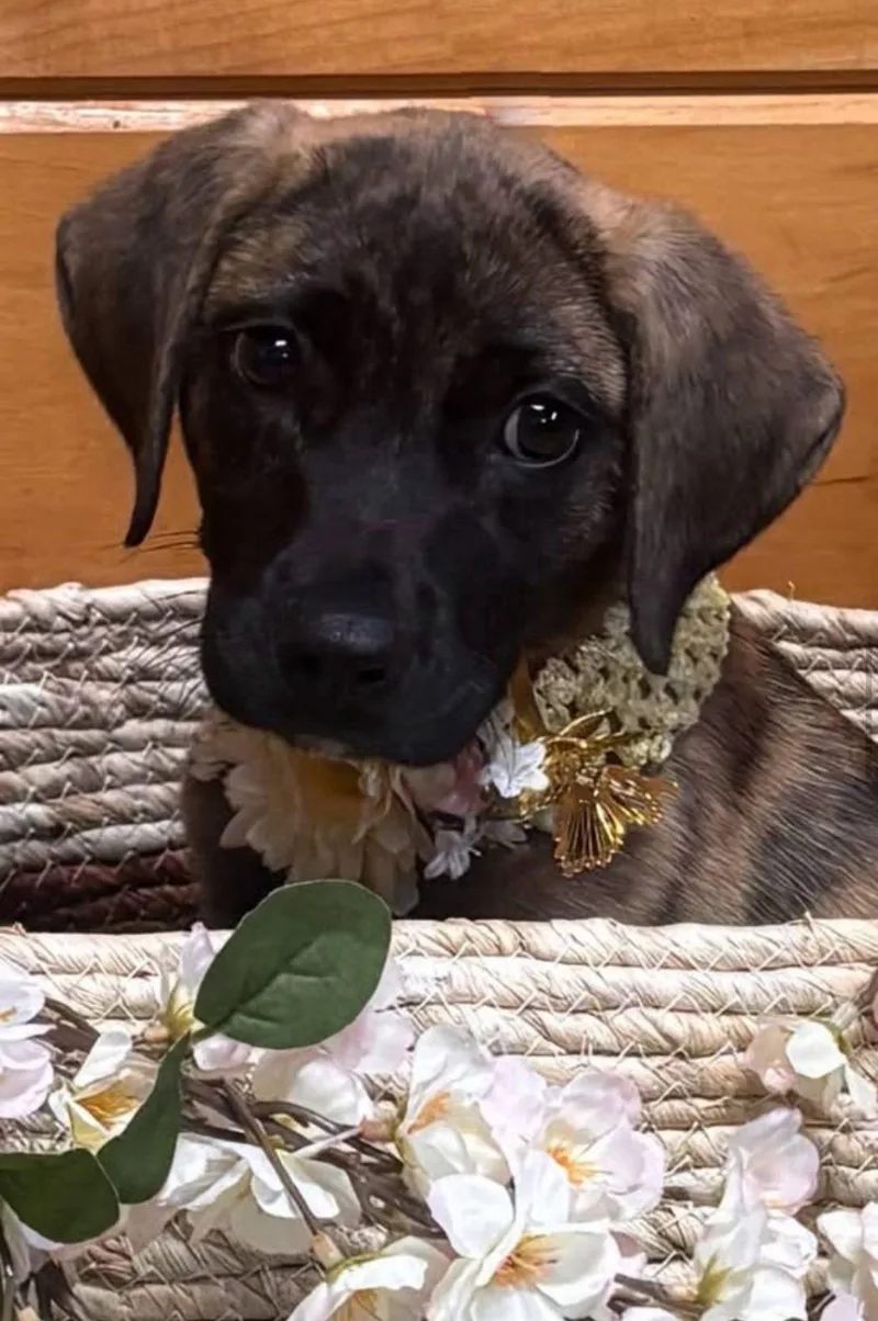 A baby medium-sized female Brindle Plott Hound dog named Georgia for adoption in Brookfield, WI