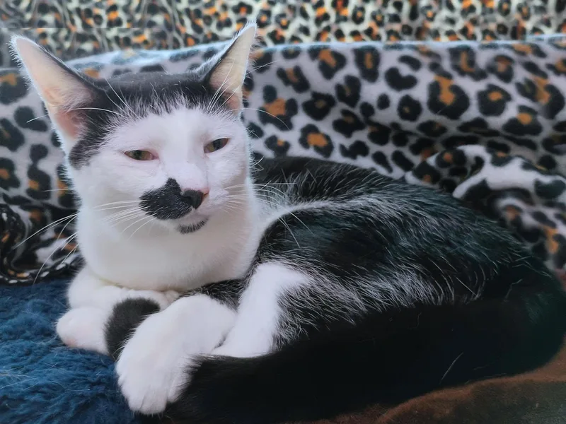 A young medium-sized male Black & White / Tuxedo Domestic Short Hair cat named Mo for adoption in Morgantown, WV