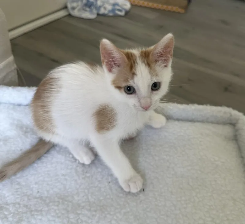 A baby small-sized male Domestic Short Hair cat named Cheddar for adoption in Carlsbad, CA