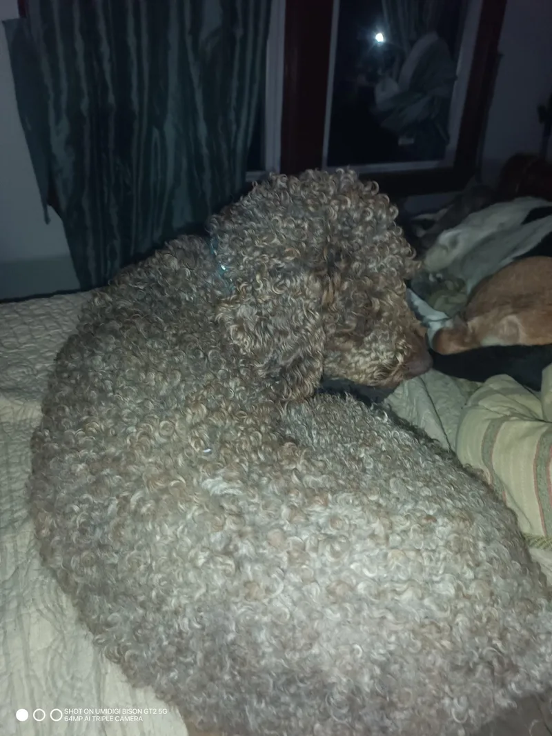 A young medium-sized male Labradoodle dog named Paolo for adoption in Lavon, TX