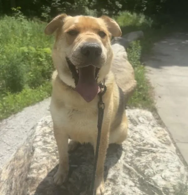 An adult medium-sized male Shar-Pei dog named Bentley for adoption in Des Moines, IA
