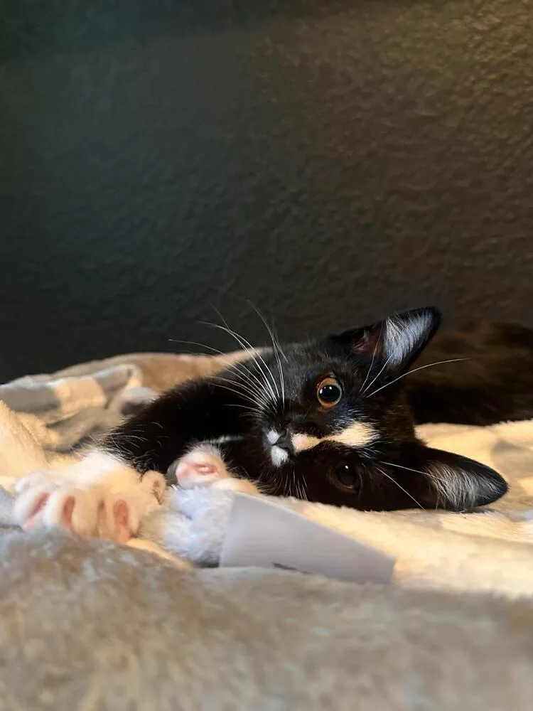A young small-sized female Black & White / Tuxedo Domestic Short Hair cat named Tattoonie for adoption in Dallas, TX