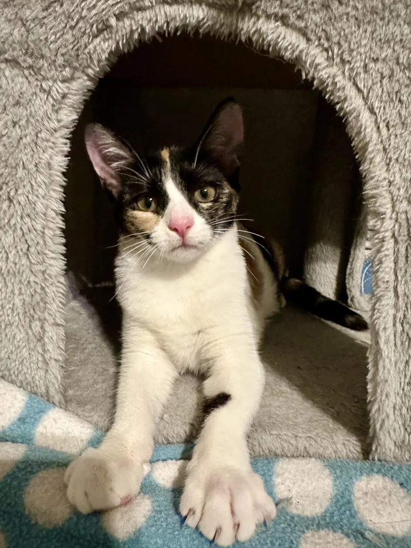 A baby medium-sized female Domestic Short Hair cat named Betty & Marlene for adoption in Austin, TX