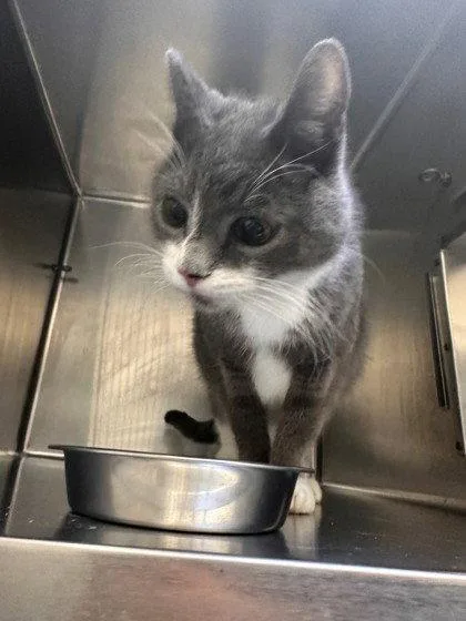 A senior medium-sized male Domestic Short Hair cat named Dave for adoption in Oakland, CA