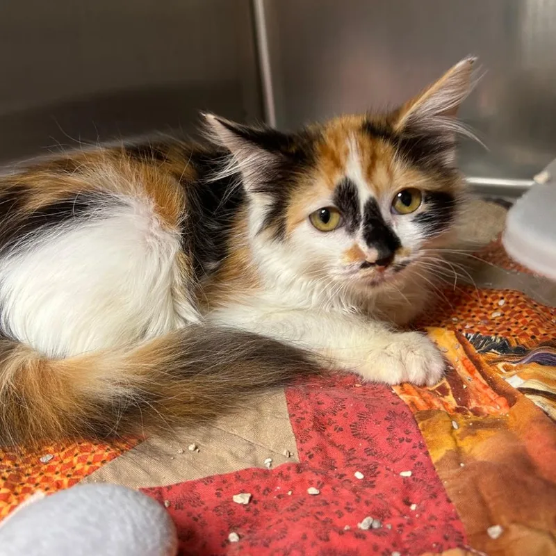 A baby small-sized female Calico Domestic Medium Hair cat named Snickers for adoption in Bryan, TX