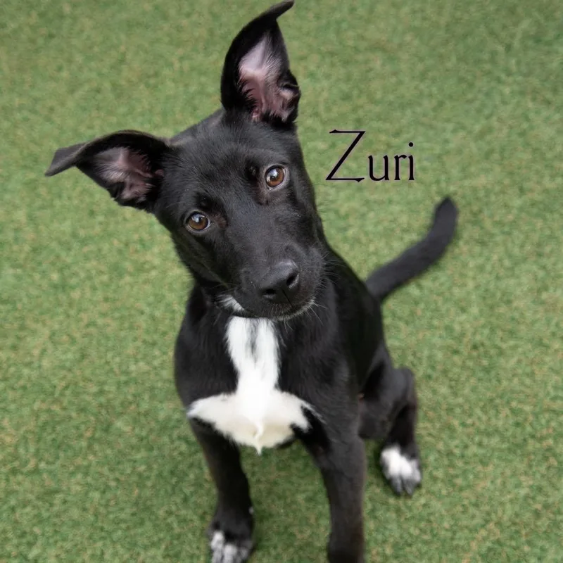 Zuri