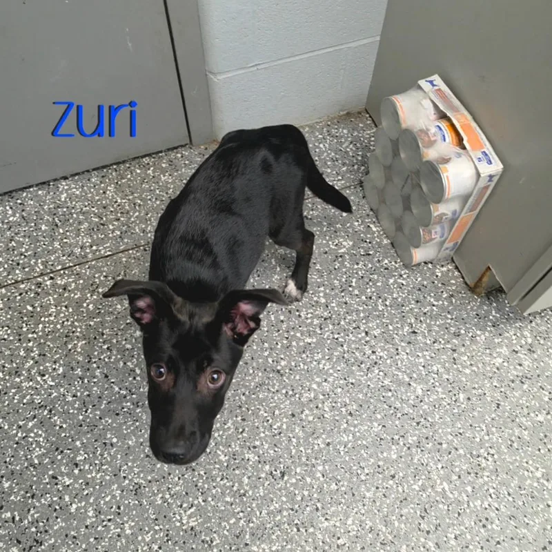 Zuri thumbnail 2