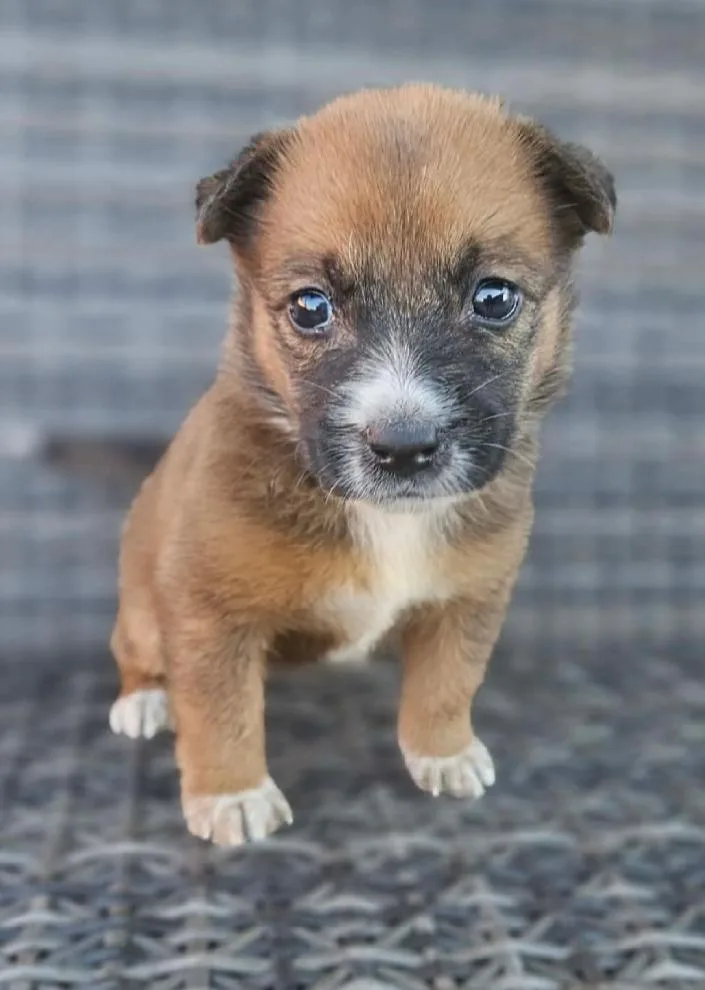 A baby medium-sized female Jack Russell Terrier dog named Gingersnap for adoption in Galt, CA