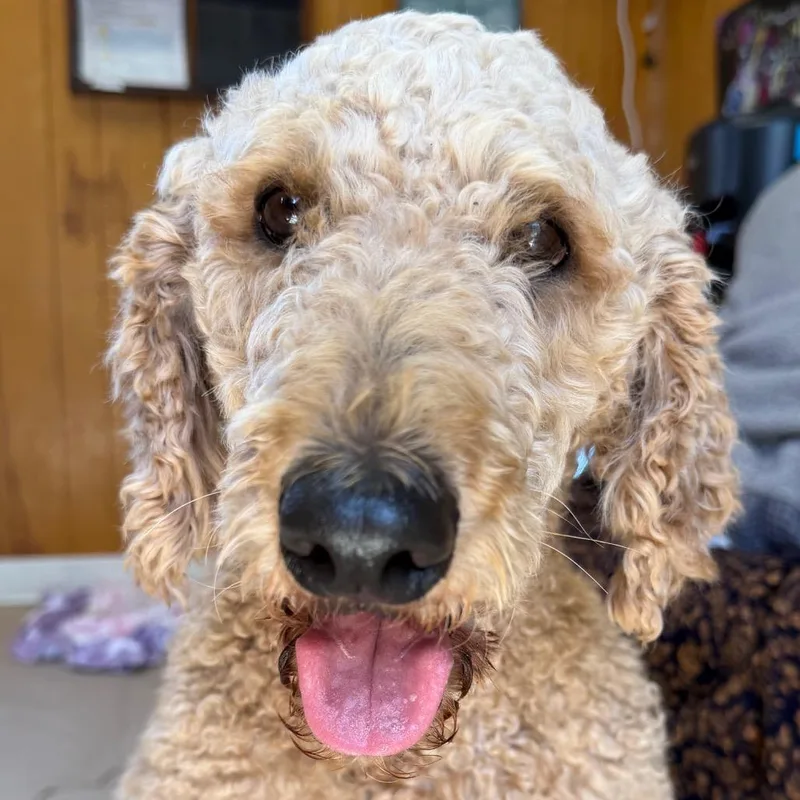 An adult medium-sized female Standard Poodle dog named Maya Papaya for adoption in San Pablo, CA