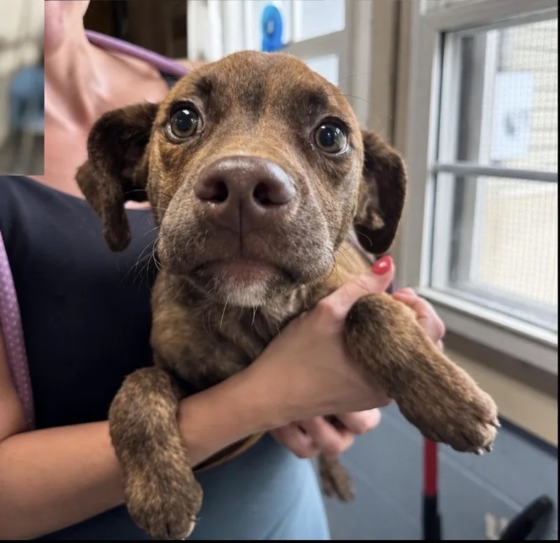 A baby medium-sized male Pit Bull Terrier dog named AAD New Arrival!  for adoption in Armonk, NY