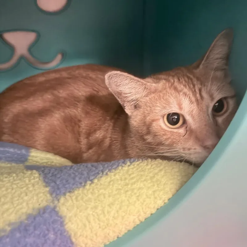 An adult medium-sized male Orange / Red Domestic Short Hair cat named Tommy Two Toes for adoption in Titusville, FL