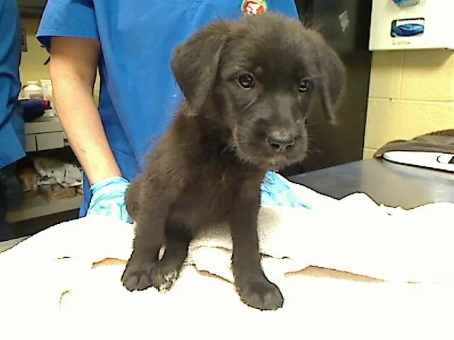 A baby large-sized female Poodle dog named Wish Bear for adoption in Cookeville, TN