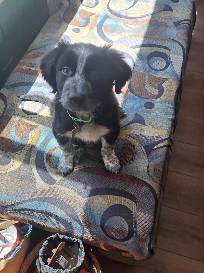 A baby large-sized male Border Collie dog named Blackberry for adoption in Bothell, WA