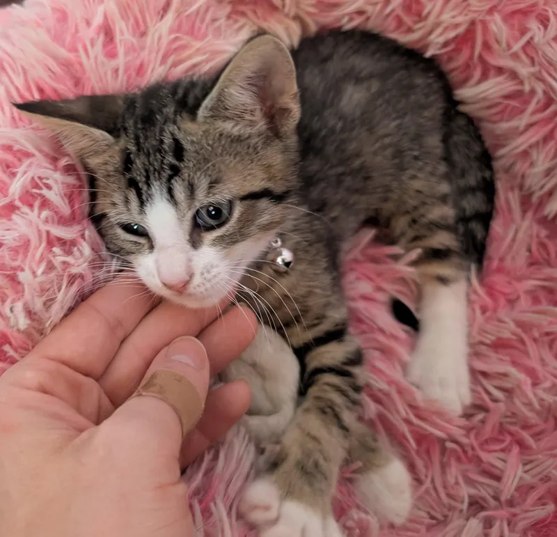 A baby small-sized male Tabby (Buff / Tan / Fawn) Domestic Short Hair cat named Latte for adoption in Bayonne, NJ