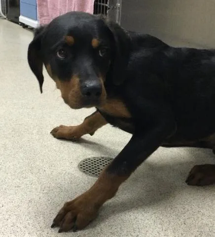 A young medium-sized male Rottweiler dog named Bruce for adoption in Riverside, CA