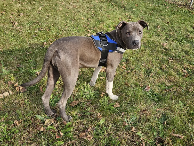 An adult large-sized male Pit Bull Terrier dog named Maverick for adoption in Delphi, IN