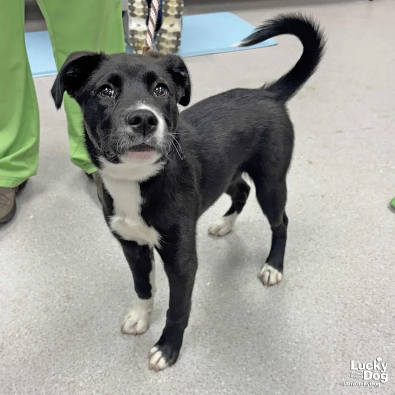 A baby large-sized male Border Collie dog named Oscar for adoption in Washington, DC