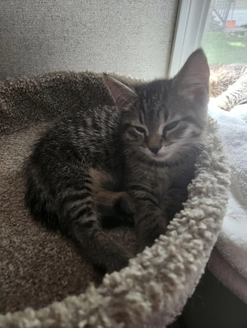 A baby large-sized male Tabby (Brown / Chocolate) Domestic Short Hair cat named Jericho for adoption in Rochester Hills, MI