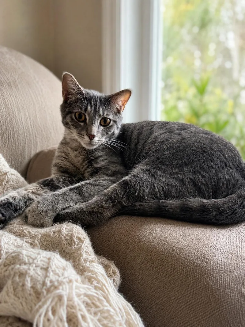 A young small-sized female Domestic Short Hair cat named Misfit for adoption in St Petersburg, FL