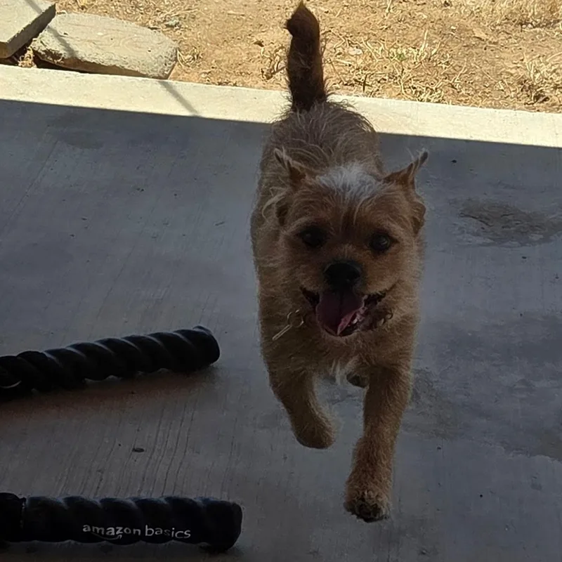A young small-sized male Yellow / Tan / Blond / Fawn Terrier dog named Lalo for adoption in Phoenix, AZ