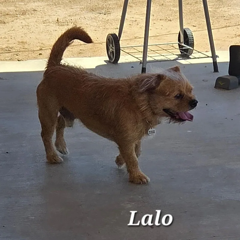 Lalo thumbnail 2