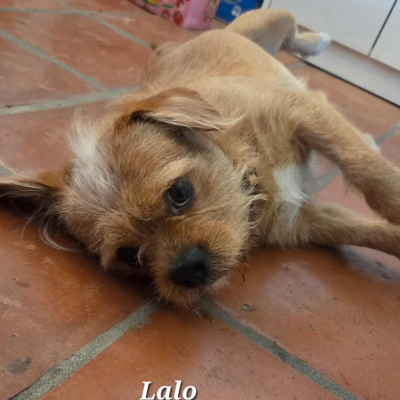 Lalo thumbnail 3