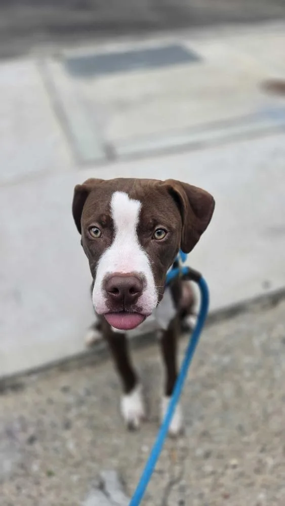 A baby medium-sized male Mixed Breed dog named Burger for adoption in New York, NY