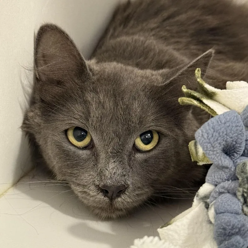 Scary Spice thumbnail 2