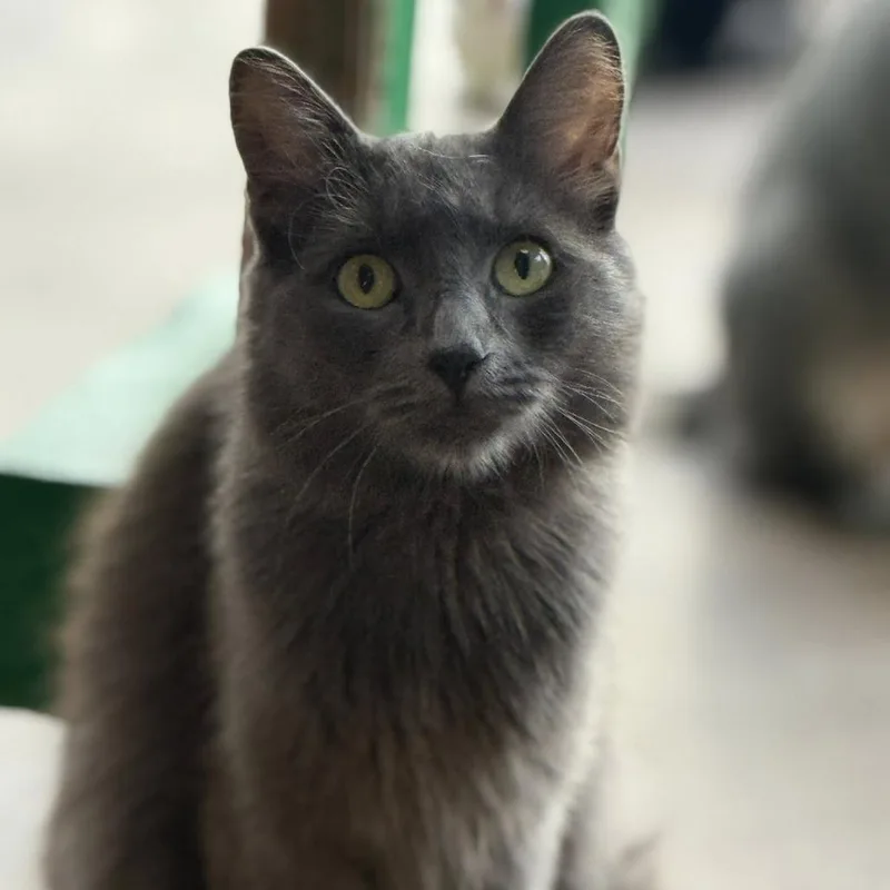 Scary Spice thumbnail 3