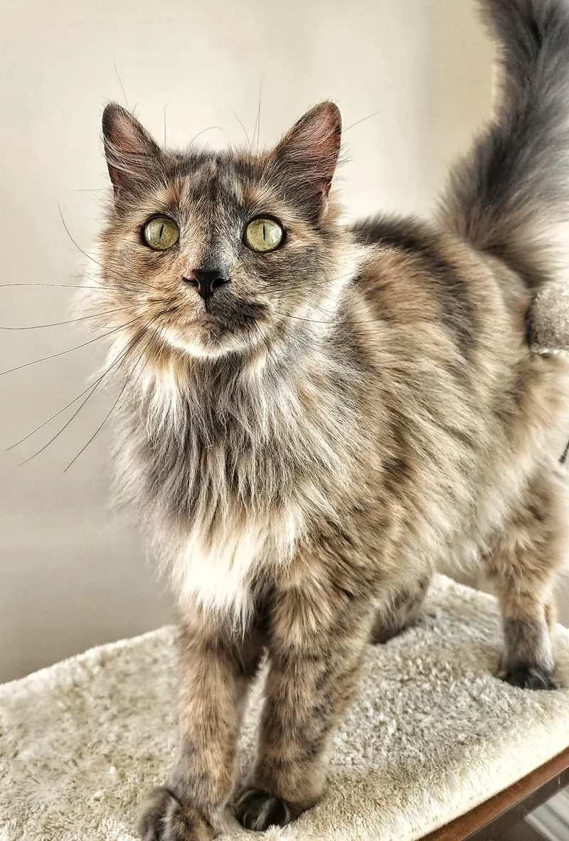 An adult medium-sized female Domestic Long Hair cat named Faith for adoption in Gettysburg, PA