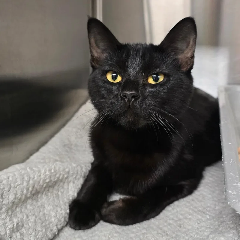 A young medium-sized female Black Domestic Short Hair cat named Sombra for adoption in Spokane, WA
