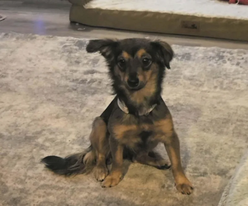 A baby small-sized female Bicolor Chiweenie dog named Gherkin for adoption in Uxbridge, MA