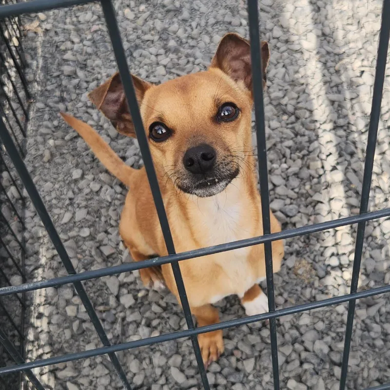 A young small-sized male Yellow / Tan / Blond / Fawn Chihuahua dog named Diablo for adoption in Centralia, WA