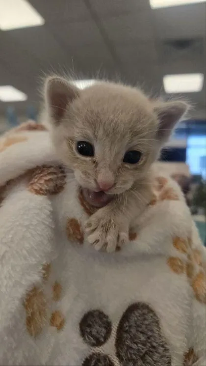 A baby small-sized male Domestic Short Hair cat named Buff Baby Finn for adoption in Fresno, CA