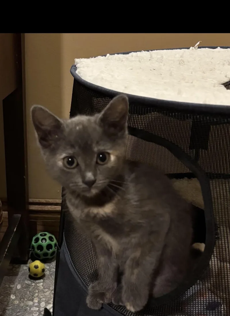A baby medium-sized female Cream Point Domestic Short Hair cat named Martha for adoption in Howell, MI
